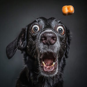 Hundejahre